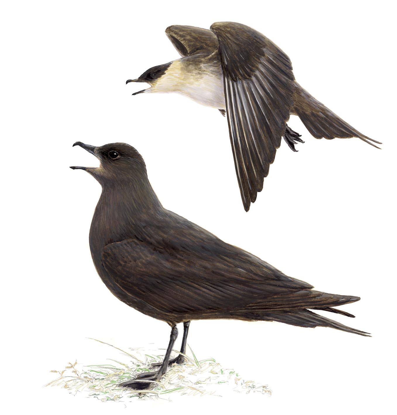 Arctic Skua