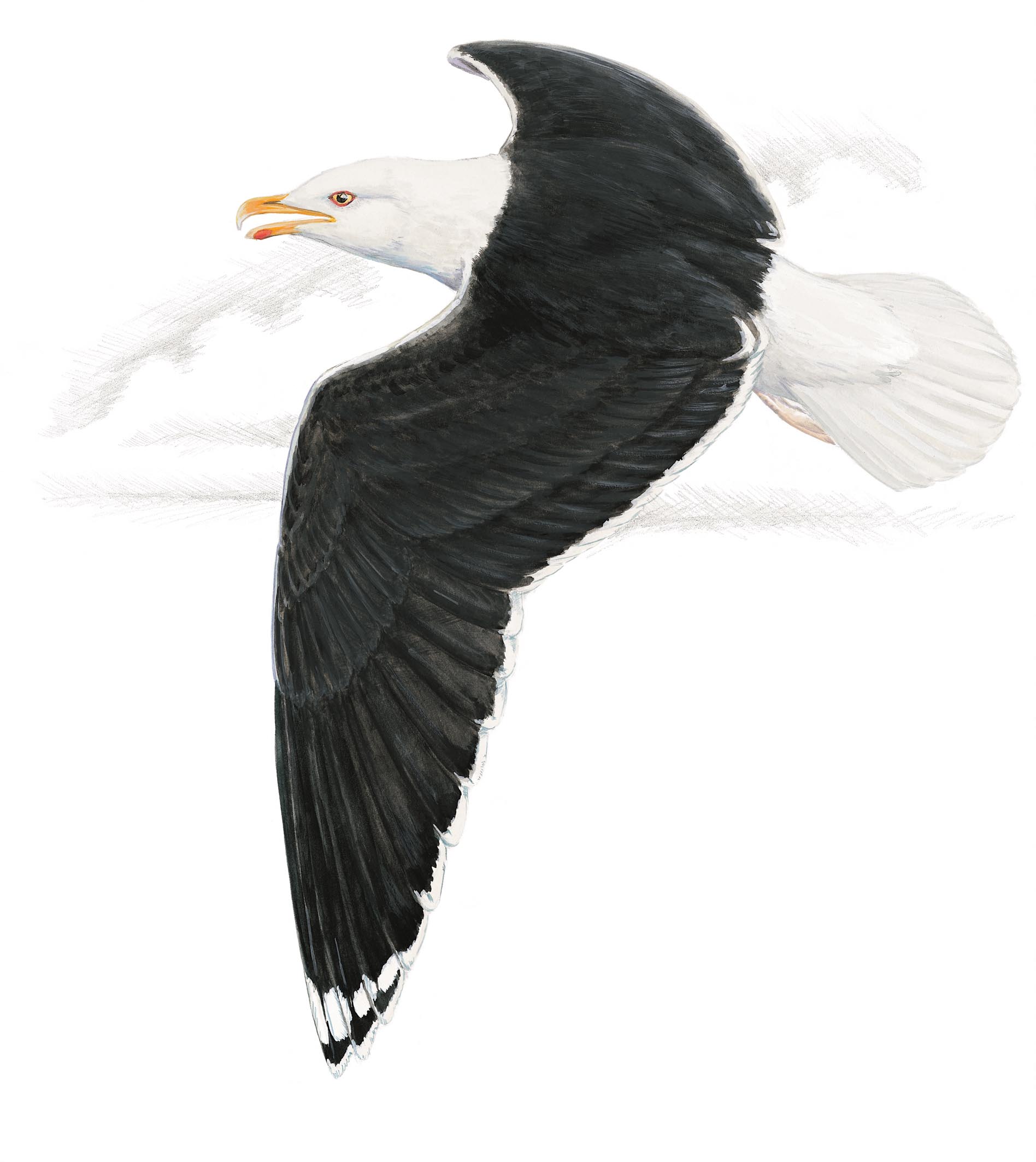 Great Black-backed Gull