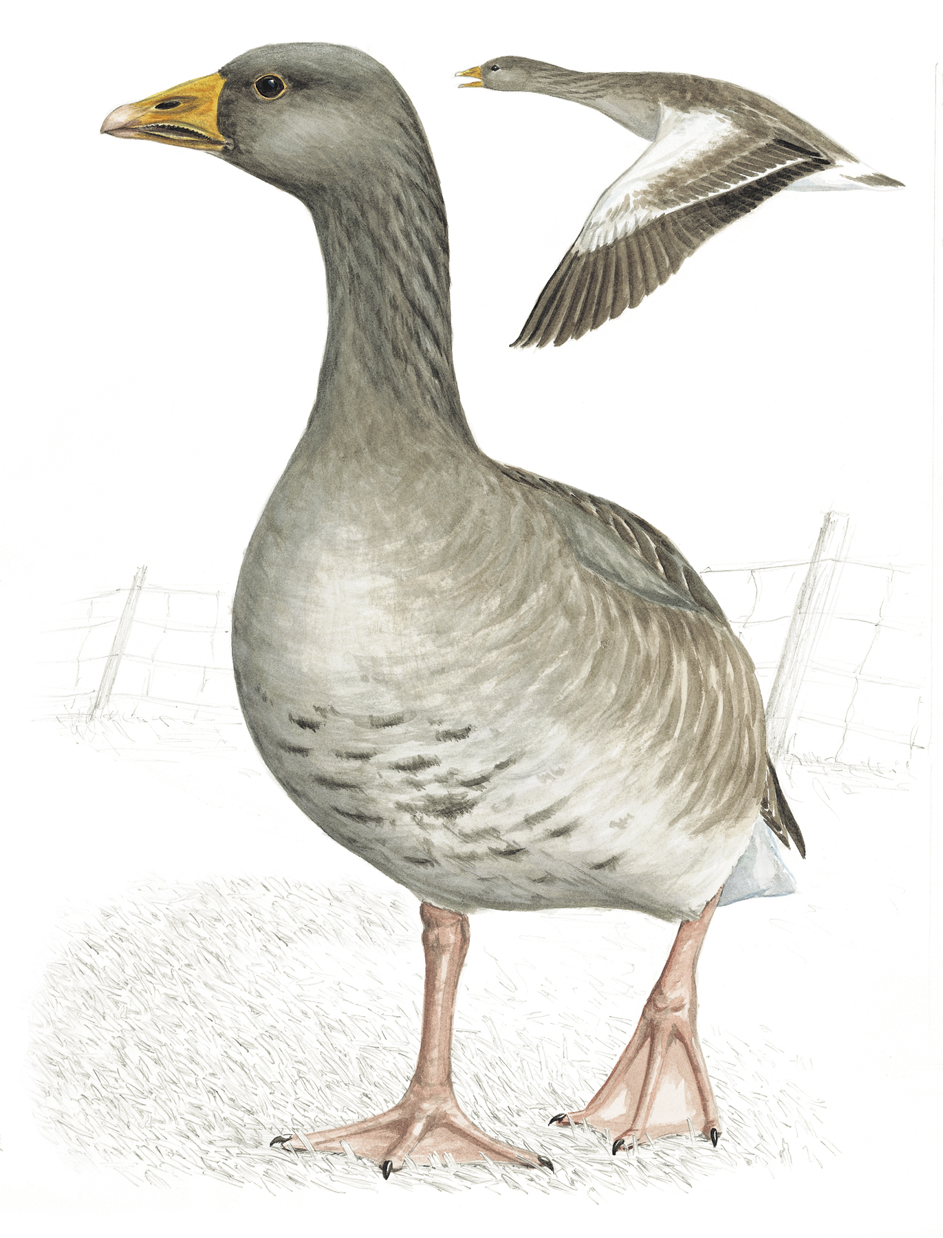 Greylag Goose