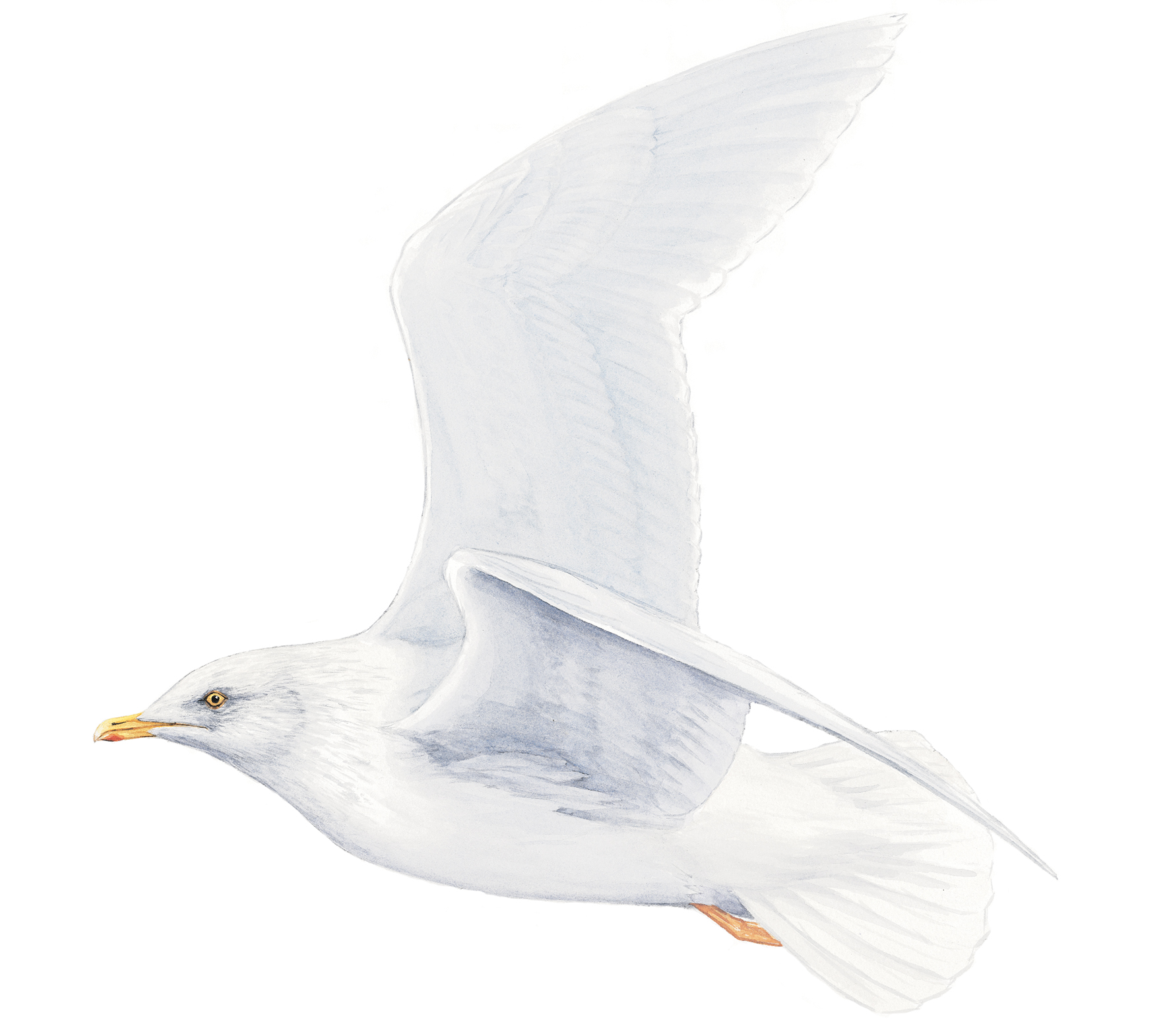 Iceland Gull