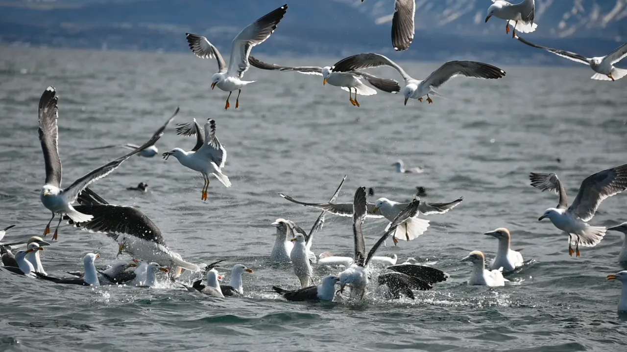 The Birds of Iceland