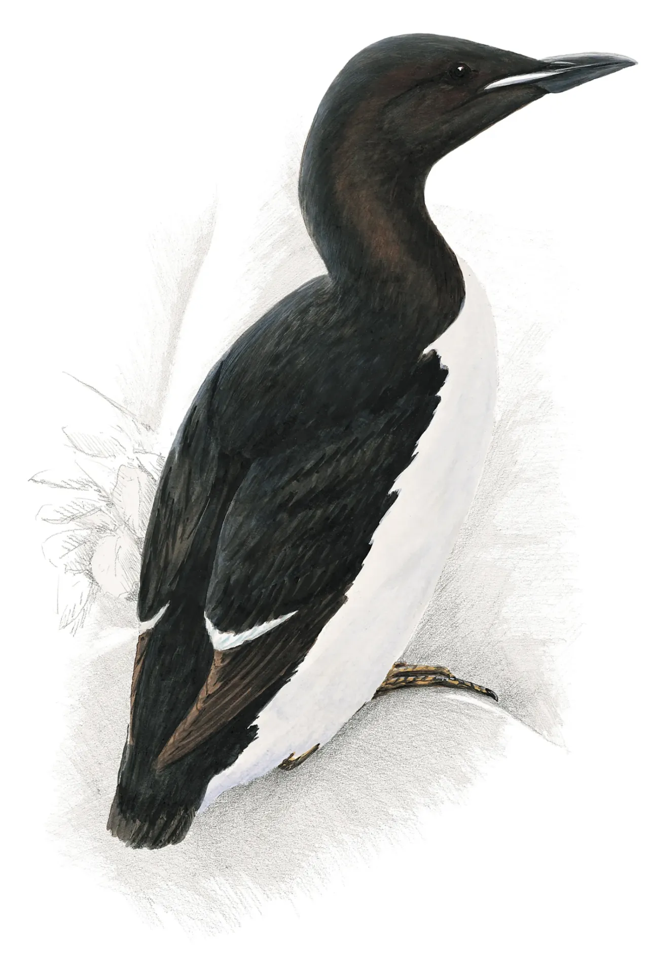 Brünnich's Guillemot