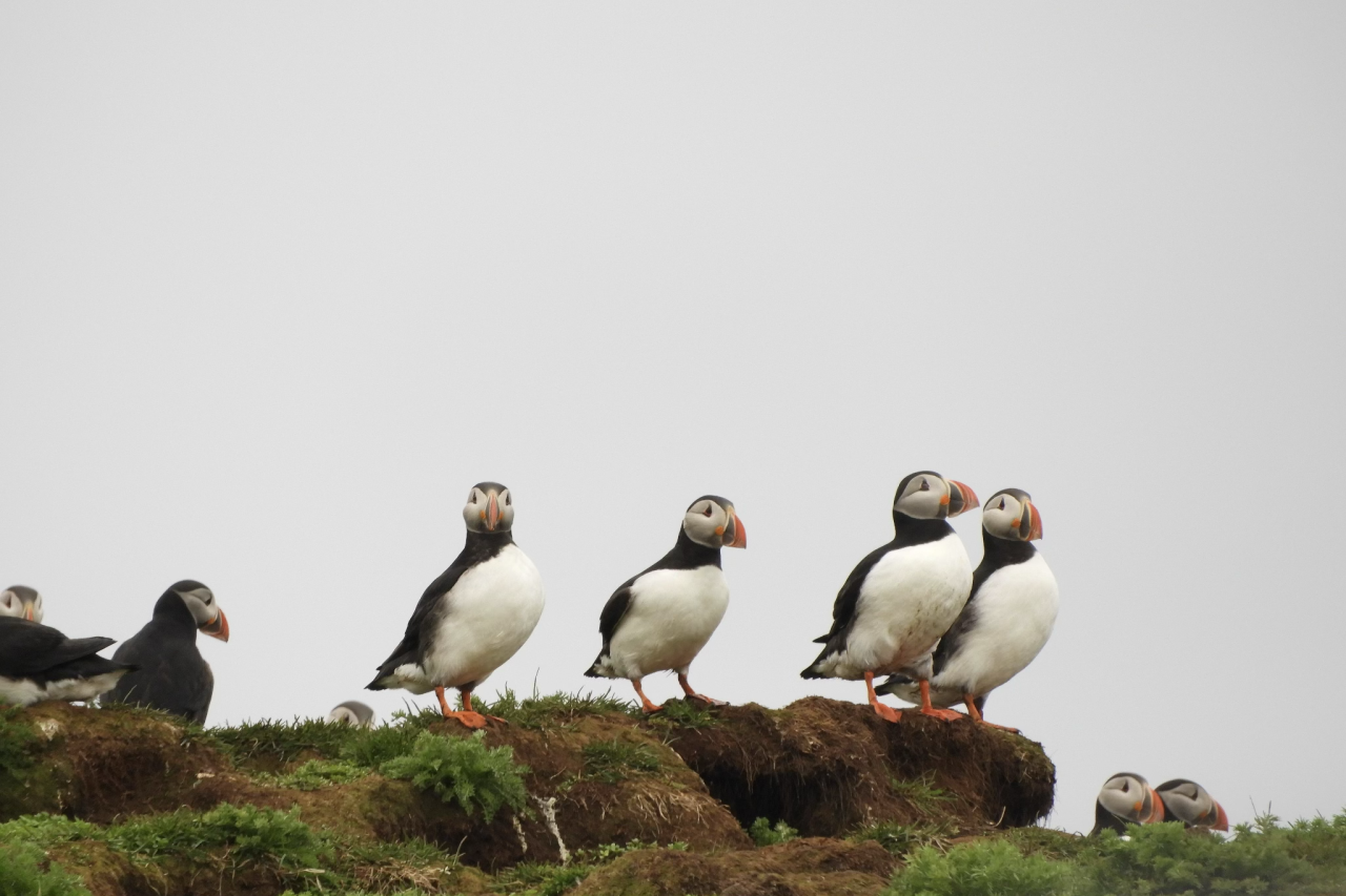 5 Puffins on the rocks.
