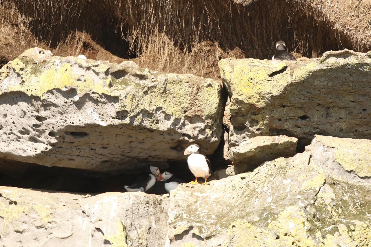 Puffin on the rocks