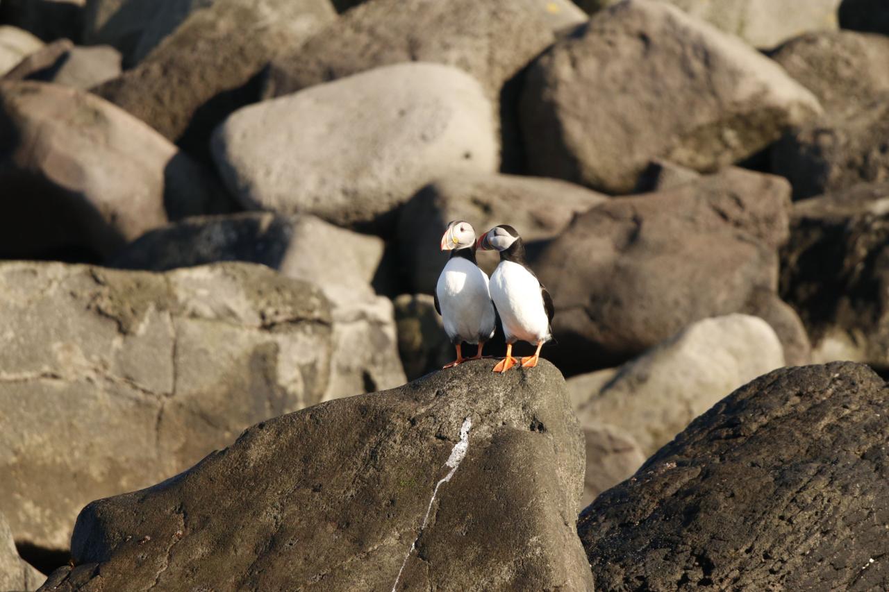 Two Puffins on the Rocks