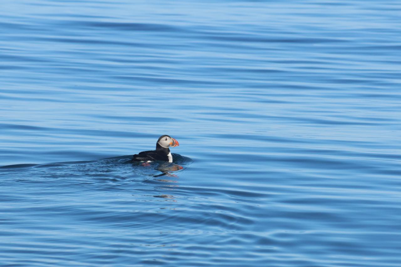 When will our puffins come home? | Mr. Puffin - Birdwatching in Reykjavik