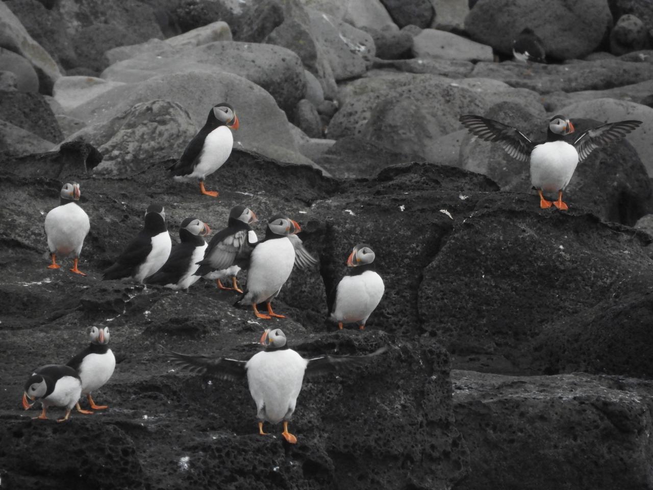 Puffins