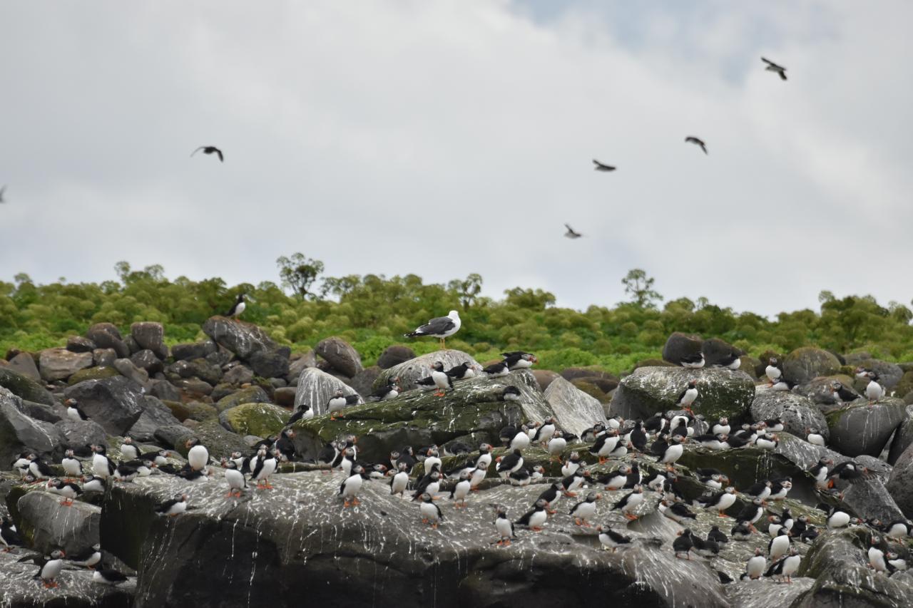Puffins