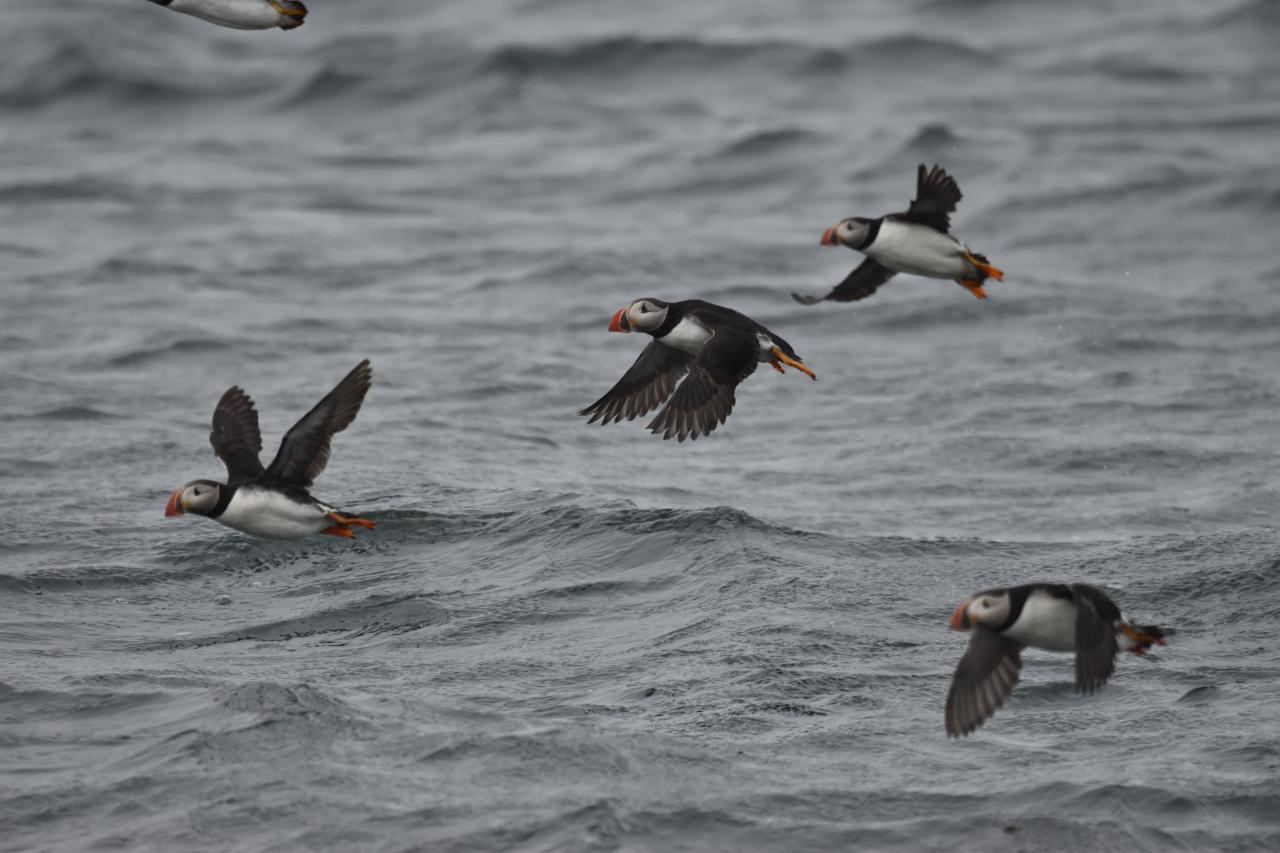 Puffins