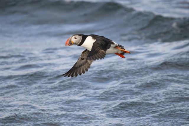 Puffin flying at sea