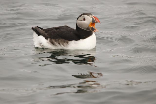 Puffin at Sea