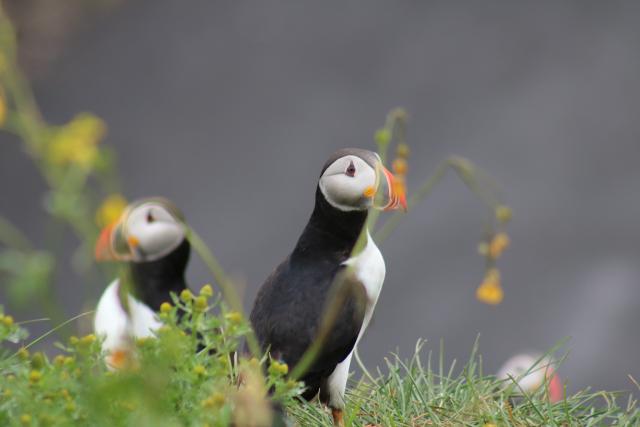 Puffin on Grass