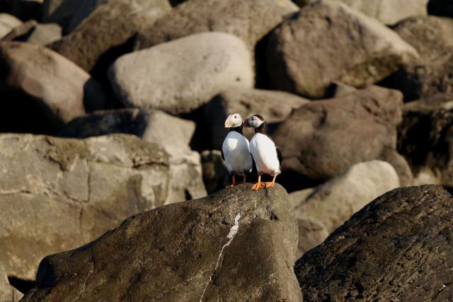 Puffins, April 14th, 2023