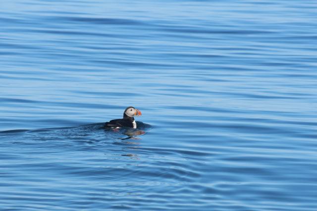 Puffin