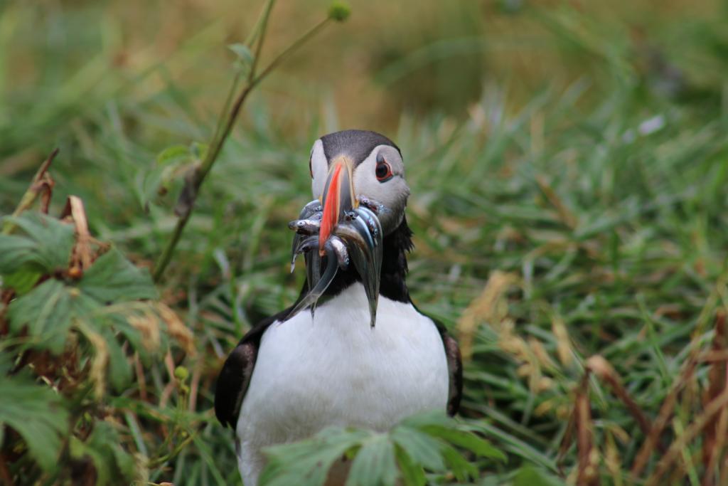 Puffin with a beak full of Sandeels in grass
